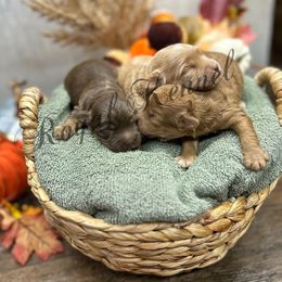 Girl 1 - Buff and white female Cockapoo puppy in West Plains, Missouri from The Royal Kennel