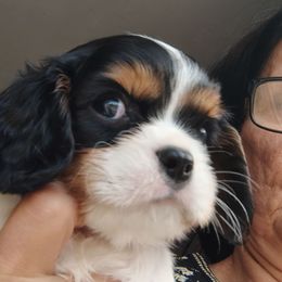 Liam - Tri-color male Cavalier King Charles Spaniel puppy in Phoenix, Arizona from Royal Desert Cavaliers