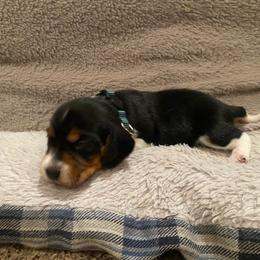 Girl 1 Green - Black and white female Beagle puppy in Crestview, Florida from Alicia's Beagles