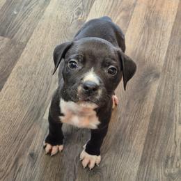Backdraft - Black male American Staffordshire Terrier puppy in Manton, Michigan from Freedom Amstaffs Legacies