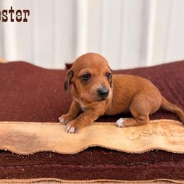 Rooster - Sable male Dachshund puppy in Weatherford, Oklahoma from Rodeo Doxies