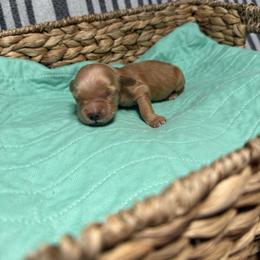David - Golden male Golden Retriever puppy in Sandy, Oregon from Treasured K-9s