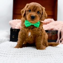 Calvin - Red  male Goldendoodle puppy in North Carolina from NC Doodle Puppies