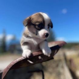 Pembroke Welsh Corgi Puppies from Top-Notch Paws