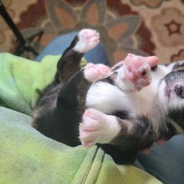 Charlie - Black tri-color female Australian Shepherd puppy in Trout Run, Pennsylvania from Rose Valley Aussies