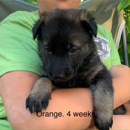 S litter - Sable female German Shepherd puppy in Effingham County, Illinois from Delaney Working Dogs