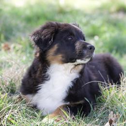 Hunter - Black tri male Miniature American Shepherd puppy in Stephenville, Texas from Diamond H Aussies