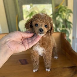 Susie - Red  female Poodle puppy in Monetta, South Carolina from Moonrise Poodles