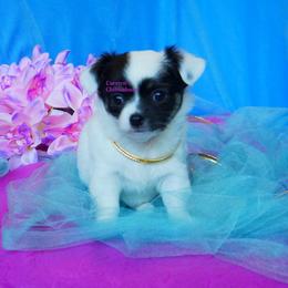 Paisley - Black and tan female Chihuahua puppy in Bois D Arc, Missouri from Carsten's Chihuahuas