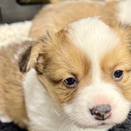 American Corgis and Pembroke Welsh Corgis from Corgi Love Tales