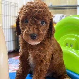 Glaze - Yellow Collar - Red  female Goldendoodle puppy in Kingwood, Texas from Kingwood Goldendoodles