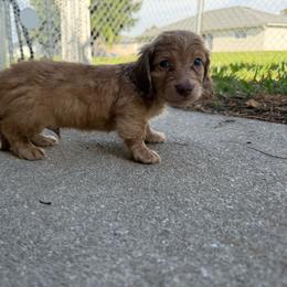 Akc Chocolate Based Cream - Cream male Dachshund puppy in Lehigh Acres, Florida from Ruby Rose Dachshund Dynasty