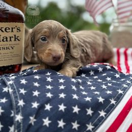 Boy 2 - male Dachshund puppy in Woodbine, Georgia from Coastal Bluff Pups
