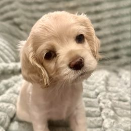 Lark - Cream female Cocker Spaniel puppy in Sumter, South Carolina from Cocker Eclipse In Home Kennel