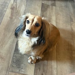 Lucy - Dachshund