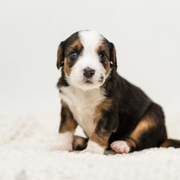 Aurora - female Australian Mountain Doodle puppy in Cortez, Colorado from Sassy Pants Pups
