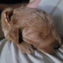 Goldendoodle Puppies from 3 Willows Goldendoodles