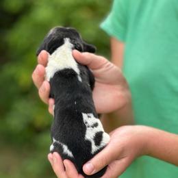 Female 2 - Black brown and white female Basset Hound puppy in Lindley, New York from Hill Top Basset Hounds & Cane Corso