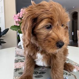 Astro - Apricot male Goldendoodle puppy in Gilbert, Arizona from DogHouse Doodles