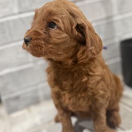 Girl 1 Selection - Red  female Goldendoodle puppy in Pleasant Hill, Iowa from Harvest Creek