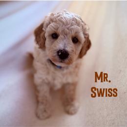 Mr. Swiss - Apricot male Goldendoodle puppy in Sacramento, California from Dandy Doodles Goldendoodles