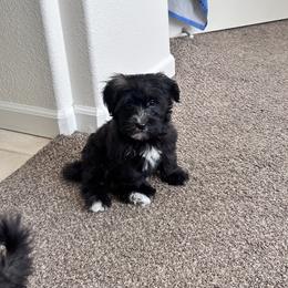 Star - Black and white female Assorted Doodle Crosses puppy in Elk Grove, California from Furbabys