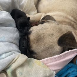Pug Puppies from Cupid’s Pugs