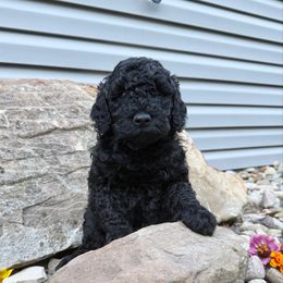Cooter - Black male Labradoodle puppy in Bruceton Mills, West Virginia from Adonai Ra'ah Farms
