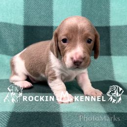 Isabella Piebald - Piebald female Dachshund puppy in George West, Texas from Rockin M Kennel