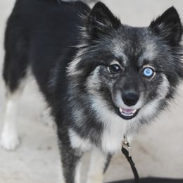 Rainier - Pomsky