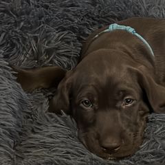 Pudelpointer Puppies from High Power Pudelpointers