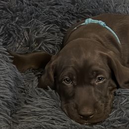 Pudelpointer Puppies from High Power Pudelpointers