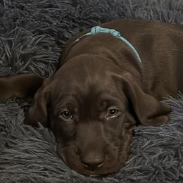 Pudelpointer Puppies from High Power Pudelpointers