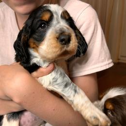 Diana - Black white and tan female English Springer Spaniel puppy in Battle Creek, Michigan from Eden Springer Spaniels
