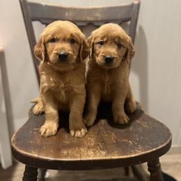 Golden Retriever Puppies from Shupe’s Sweet Southern Goldens