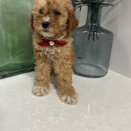 Diana - Apricot female Goldendoodle puppy in Mint Hill, North Carolina from DoodleForever
