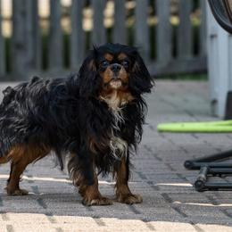 Capitan - Cavalier King Charles Spaniel