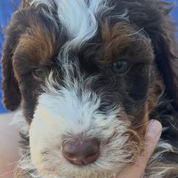 Bernedoodles from Coconutbernedoodles