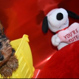 Girl - Black and gold Yorkshire Terrier puppy in Maple Heights, Ohio from Yorkiesllc