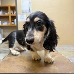 Travis Tritt - Piebald male Dachshund puppy in Irving, Texas from DFW Dachshunds by G & S