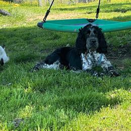 Ellie - English Springer Spaniel