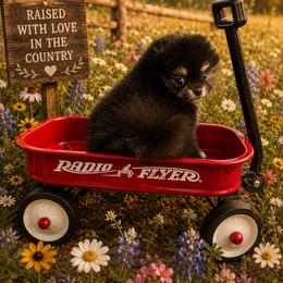 Justice - Black and tan female Pomeranian puppy in Sandia, Texas from Broken Arrow Poms