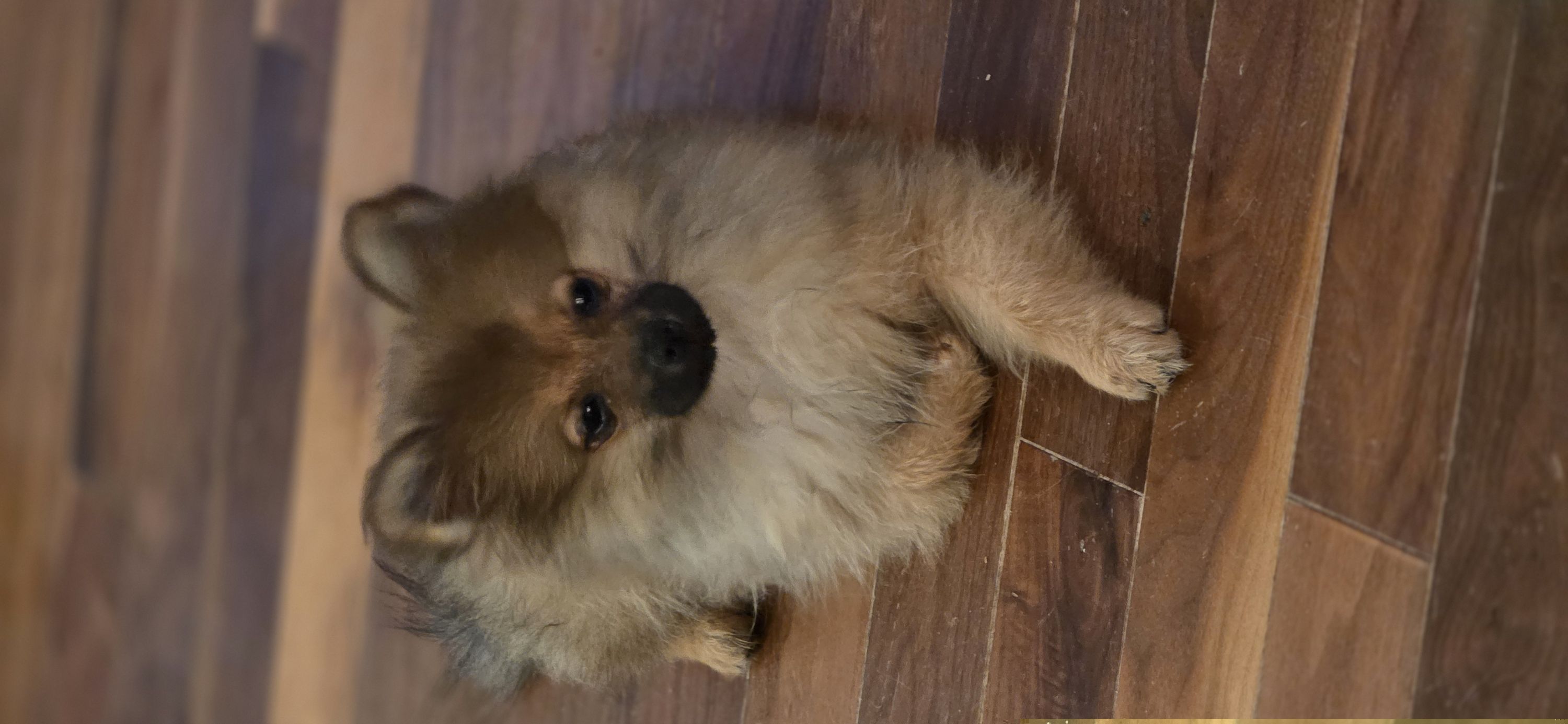 India - Orange sable female Pomeranian puppy in El Centro, California from BabyBooPoms