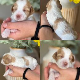 Bailey - Parti female Goldendoodle puppy in Yuciapa, California from AlltheDoodlez_