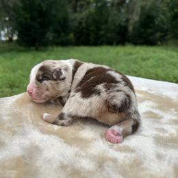 Wilbur - Red merle male Miniature Australian Shepherd puppy in Daytona Beach, Florida from Mossy Mountain Aussies