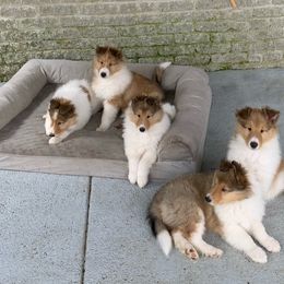 Collie Puppies from Whitehall Collies