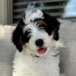 Page - Tri-color female Bernedoodle puppy in Gilbert, Arizona from 5280 Bernedoodles