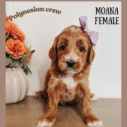 Moana - Red  female Goldendoodle puppy in Hilton, New York from The House of Goldendoodle