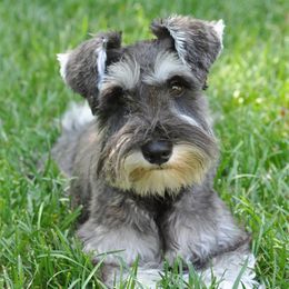 Miniature Schnauzers from Attaway Miniature Schnauzers