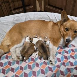 Girl 2 - Red female Pembroke Welsh Corgi puppy in Middleburg, Florida from Mulkeys Little Corgis
